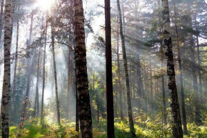 Zeleninový svět regionu novosibirsk - seznam, vlastnosti a fotky Zeleninový svět regionu novosibirsk - seznam, vlastnosti a fotky